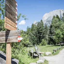 Wegweiser im Wald mit Bergen im Hintergrund bei klarem Himmel