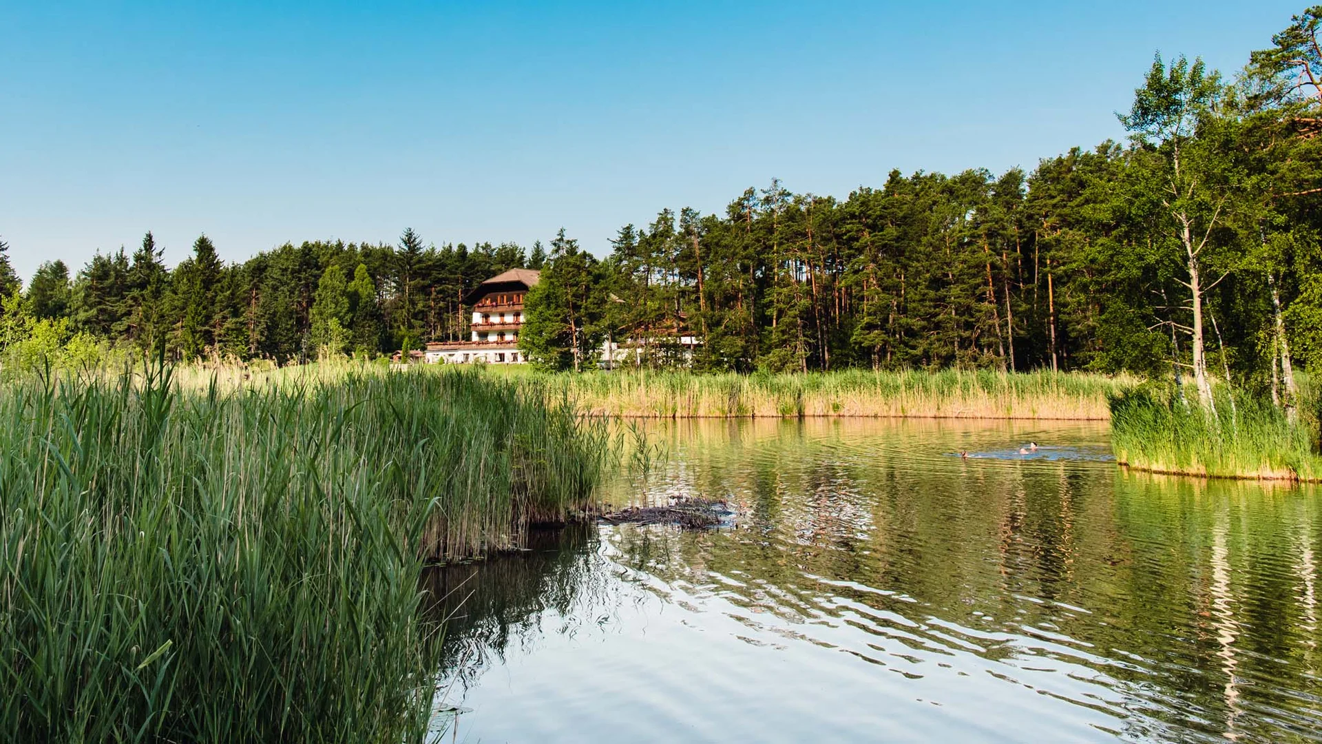 See mit Schilf und Wald sowie Haus im Hintergrund an sonnigem Tag
